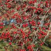 Russian Hawthorn #15 - Image 3